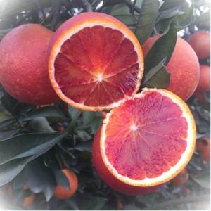 四川资中塔罗科血橙现摘新鲜新鲜水果橙
