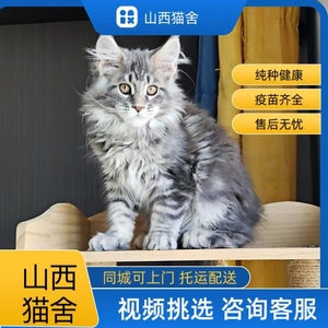 纯种缅因猫幼猫银虎斑棕虎斑烟灰缅因长毛猫巨型宠物猫咪活物小猫