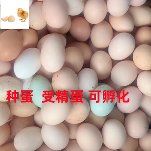 种蛋受精蛋可孵化纯种红瑶鸡小鸡散养土鸡蛋笨鸡蛋当天新鲜种蛋
