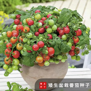 （拍2发3）矮生番茄种子阳台蔬菜可观赏食用小樱桃红色番茄种子