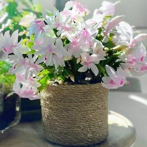 白玛丽白色蟹爪兰花卉植物室内花好养带花苞多色开花不断白雪塔