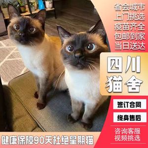 【四川猫舍】纯种暹罗猫幼猫海豹重点色暹罗幼猫大黑脸蓝眼猫咪