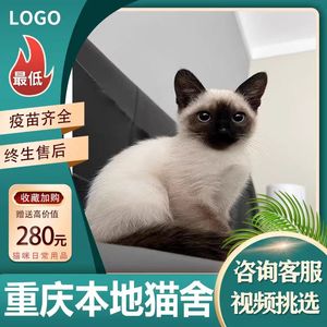 【重庆猫舍】纯种暹罗幼猫短毛猫泰国猫海豹重点色蓝眼宠物的猫咪