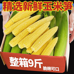新鲜甜玉米笋5斤小玉米芯仔新鲜蔬菜现摘迷你玉米笋水果玉米包邮