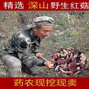 野生红菇200g云南特产野生食用菌干货蘑菇西藏野生菌小红菌煲汤