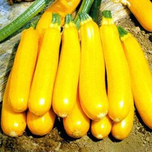 香蕉西葫芦种子孑水吃能生南瓜种籽春季果型耐寒四季蔬菜盆栽