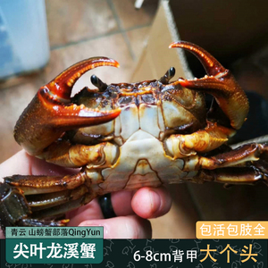 尖叶龙溪蟹四川山螃蟹大尺寸超大鲜活淡水蟹宠物蟹野生观赏溪流蟹