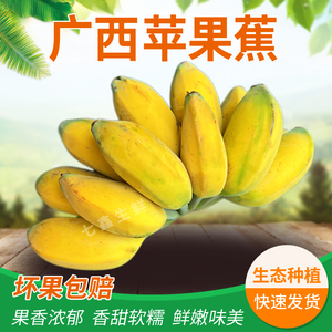 广西苹果蕉现摘现发粉蕉当季现摘孕妇水果宝宝辅食新鲜自然熟米蕉