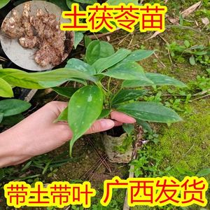 白肉土茯苓苗中药材树苗庭院种植爬滕植物带土带叶土茯苓苗小苗