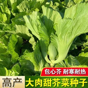 大肉甜芥菜种子高钙菜种籽包心芥菜种子广东特菜速生腌制酸菜春秋