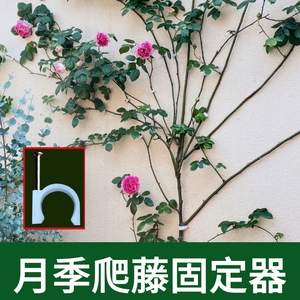 藤本月季爬藤固定器玫瑰蔷薇花枝条牵引上墙钉室外贴墙面园艺卡扣
