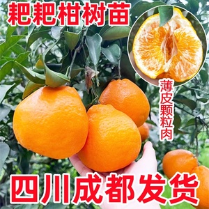 正宗四川春见耙耙柑树苗嫁接果树苗粑粑柑丑橘南北方种植当年结果