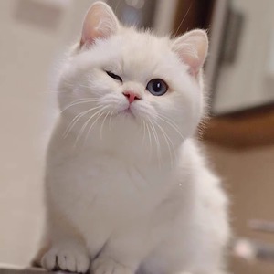 英短银渐层纯种短毛猫幼猫金渐层蓝白美短加菲布偶猫宠物猫咪活物