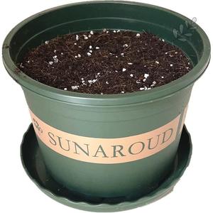 花盆加营养土带土树脂加仑盆和泥土塑料种球绿植花卉草莓苗专用