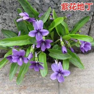 贵州紫花地丁,现采包邮可种植,盆景盆栽四季阳台庭院绿植