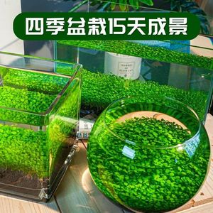 鱼缸无土水草生态鱼缸瓶养鱼水培植物沉底草坪造景草籽套餐增氧