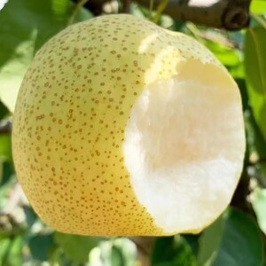 正宗安徽砀山酥梨10斤 梨子新鲜当季水果脆梨香甜梨应季整箱5斤
