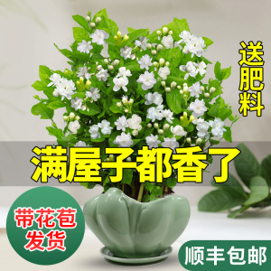 茉莉花盆栽带花苞四季开花水培花卉绿植好养易活室内茉莉树苗老桩