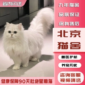 【北京猫舍】金吉拉幼猫金吉拉猫曼基康矮脚短腿纯白拿破仑长毛猫