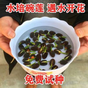 四季播种碗莲种子已开口水培植物睡莲荷花室内盆栽绿植花卉开花种