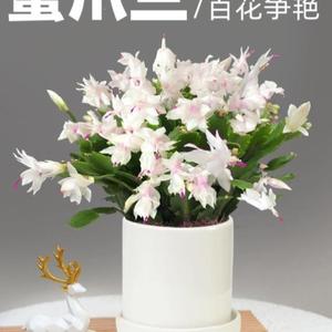 圣诞白白色蟹爪兰花卉植物室内花好养带花苞多色开花不断白玛丽