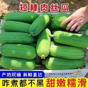 短棒肉丝瓜新鲜 台湾翡翠丝瓜香丝瓜水瓜 福建蔬菜1-5斤