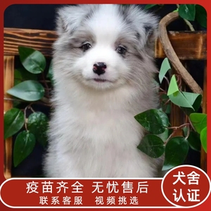 纯种边牧陨石边牧幼犬幼崽宠物狗红棕色黑白色边境牧羊犬活体家养