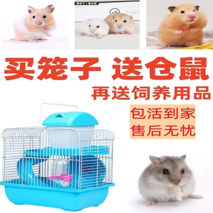 买笼子送仓鼠活物已打疫苗不咬人的宠物苍鼠送笼子饲养用品套餐
