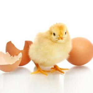 全套迷你实验小型家用水床孵化送{m枚学生孵化器小鸡可种蛋