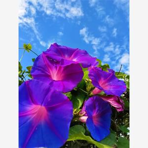 美国进口巨型宿根蓝紫变色大花牵牛花苗爬藤阳台庭院拱门多年生