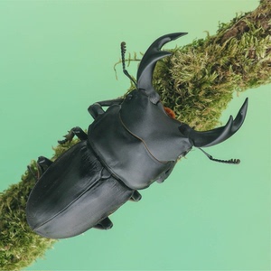 中国大锹中大锹甲锹形虫独角仙宠物甲虫幼虫成虫昆虫活体兜虫爬虫