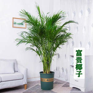 富贵椰子树散尾葵盆栽绿植花卉凤尾竹室内客厅大型植物夏威夷竹子