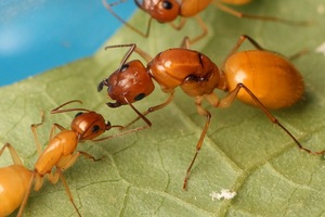 黄金全黄土耳其蚁 活体蚂蚁宠物工坊蚂蚁城堡专用可产卵繁殖蚂蚁