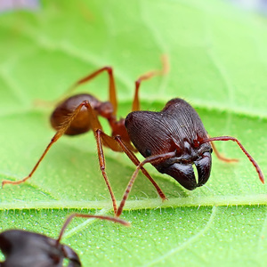 华优精品蚁巢 宠物蚂蚁 中华四节大头蚁 活体 繁殖蚂蚁 长期饲养