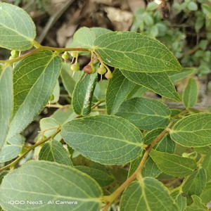 云南野生透骨香 中药材滇白珠透骨草全株干货满山香搜山虎500g克