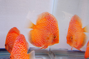 2-8cm红松石珍珠红松七彩神仙鱼观赏鱼活体鱼苗 渔场实拍