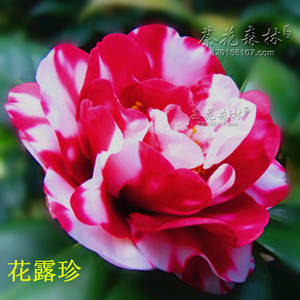茶花花露珍