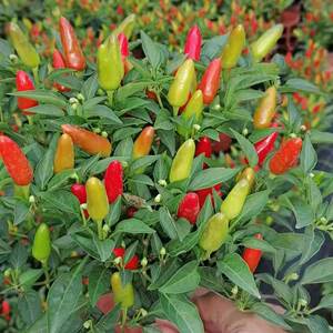 七彩辣椒盆栽朝天辣佛手椒带花带果发货可食用阳台厨房植物小米椒