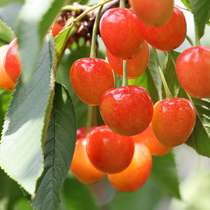 顺丰纯甜黄水晶大樱桃山东烟台当季车厘子新鲜水果2黄蜜小整箱3斤