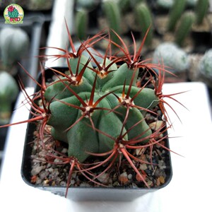 皇球小姐红刺火焰龙 绯筒属仙人球掌实生根开大花仙人掌满包邮