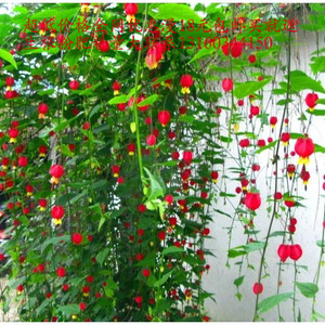 红灯笼植物灯笼花