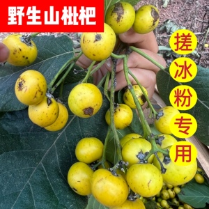 四川纯野生山枇杷 古法制作手搓冰粉山枇杷 1/2斤包邮 现摘现发