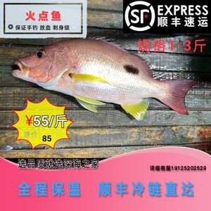 深海手钓火点鱼新鲜鱼生刺身冰鲜海钓黑点笛鲷鲜活放血赤笔仔推荐