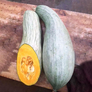 正源利农贵族南瓜种子板栗粉糯香甜干面老南瓜种孑新疆丑瓜菜种籽