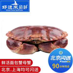 北京可闪送1.5-3斤/只 鲜活面包蟹 进口海鲜水产 黄金螃蟹 顺丰包