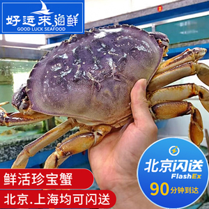 北京闪送 2-3斤1只 鲜活珍宝蟹 太子蟹  面包蟹 螃蟹 海鲜水产
