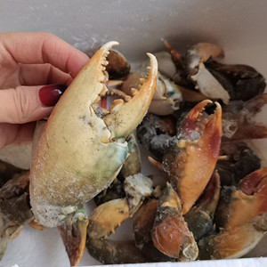 802人付款淘宝亚洲渔港黄金蟹钳冷冻半成品蟹足蟹钳