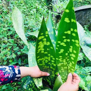 热卖峨眉山大粽叶50张新鲜天然超大宽铜钱花品种花粽叶四川粽叶