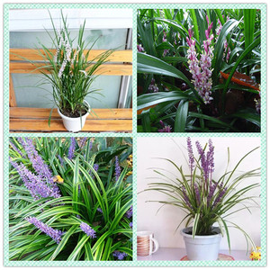 吉祥如意的吉祥草 金边麦冬四季常青 盆栽地栽水培室内外观赏植物