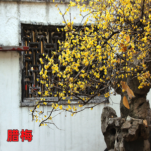 蜡梅庭院地栽黄梅别墅浓香高杆腊梅树腊梅花树苗庭院绿化耐寒四季